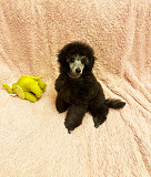 Щенок пуделя миниатюрный мальчик серый Джентли Борн Рикки доставка из г.Москва