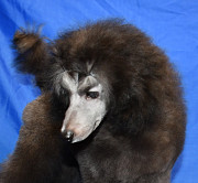 Щенок пуделя миниатюрный мальчик серый Джентли Борн Рондо доставка из г.Москва