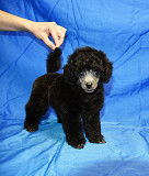 Щенок пуделя миниатюрный мальчик серый Джентли Борн Рикки доставка из г.Москва