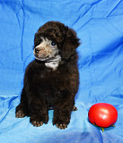 Щенок пуделя миниатюрный мальчик серый Джентли Борн Рикки доставка из г.Москва