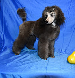 Щенок пуделя миниатюрный мальчик серый Джентли Борн Рондо доставка из г.Москва