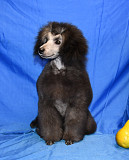 Щенок пуделя миниатюрный мальчик серый Джентли Борн Рондо доставка из г.Москва