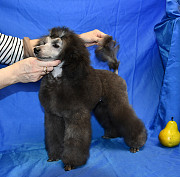 Щенок пуделя миниатюрный мальчик серый Джентли Борн Рондо доставка из г.Москва