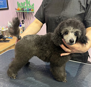 Щенок пуделя миниатюрный мальчик серый Джентли Борн Рикки доставка из г.Москва