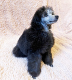 Щенок пуделя миниатюрный мальчик серый Джентли Борн Рикки доставка из г.Москва