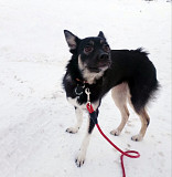 Ищет дом крошка-собачка весом 8 кг Санкт-Петербург