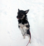 Ищет дом крошка-собачка весом 8 кг Санкт-Петербург