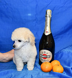 Щенок той пудель белый мальчик доставка из г.Москва