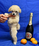 Щенок той пудель белый мальчик доставка из г.Москва