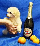 Щенок той пудель белый мальчик доставка из г.Москва