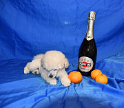 Щенок той пудель белый мальчик доставка из г.Москва