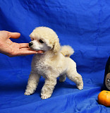 Щенок той пудель белый мальчик доставка из г.Москва