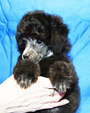 Щенок пуделя миниатюрный мальчик серебристый Джентли Борн Рикки доставка из г.Москва