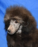 Щенок пуделя миниатюрный мальчик серебристый Джентли Борн Рикки доставка из г.Москва