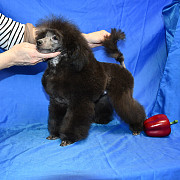 Щенок пуделя миниатюрный мальчик серебристый Джентли Борн Рикки доставка из г.Москва