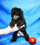 Щенок пуделя миниатюрный мальчик серебристый Джентли Борн Рикки доставка из г.Москва