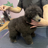 Щенок пуделя миниатюрный мальчик серебристый Джентли Борн Рикки доставка из г.Москва