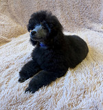 Щенок пуделя миниатюрный мальчик серебристый Джентли Борн Рикки доставка из г.Москва