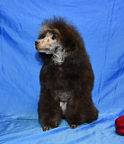 Щенок пуделя миниатюрный мальчик серебристый Джентли Борн Рикки доставка из г.Москва