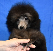 Щенок пуделя миниатюрный мальчик серебристый Джентли Борн Рикки доставка из г.Москва