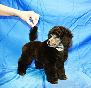 Щенок пуделя миниатюрный мальчик серебристый Джентли Борн Рикки доставка из г.Москва