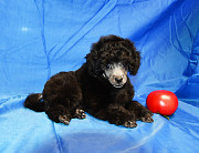 Щенок пуделя миниатюрный мальчик серебристый Джентли Борн Рикки доставка из г.Москва