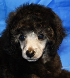 Щенок пуделя миниатюрный мальчик серебристый Джентли Борн Рондо Москва