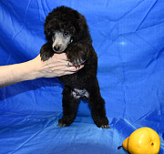 Щенок пуделя миниатюрный мальчик серебристый Джентли Борн Рондо Москва