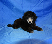 Щенок пуделя миниатюрный мальчик серебристый Джентли Борн Рондо Москва