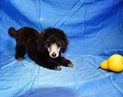 Щенок пуделя миниатюрный мальчик серебристый Джентли Борн Рондо Москва