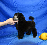 Щенок пуделя миниатюрный мальчик серебристый Джентли Борн Рондо Москва