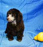 Щенок пуделя миниатюрный мальчик серебристый Джентли Борн Рондо Москва