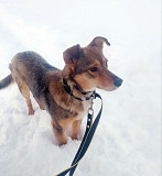 Небольшая домашняя собачка ищет дом Санкт-Петербург