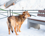 Очень трогательная собачка Санкт-Петербург