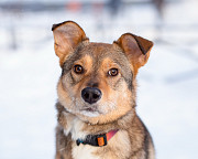 Очень трогательная собачка Санкт-Петербург