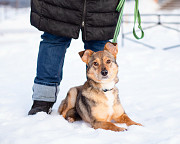 Очень трогательная собачка Санкт-Петербург
