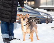 Очень трогательная собачка Санкт-Петербург