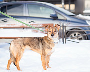 Очень трогательная собачка Санкт-Петербург