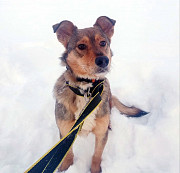 Небольшая домашняя собачка ищет дом Санкт-Петербург