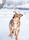 Очень трогательная собачка Санкт-Петербург