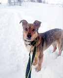 Небольшая домашняя собачка ищет дом Санкт-Петербург