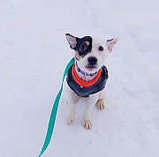 Маленькая красивая собачка Санкт-Петербург