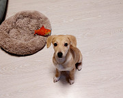 Очень красивый маленький щенок доставка из г.Санкт-Петербург