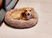 Очень красивый маленький щенок доставка из г.Санкт-Петербург