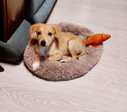 Очень красивый маленький щенок доставка из г.Санкт-Петербург