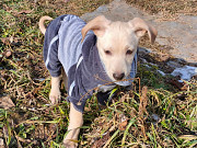 Маленький красивый щенок ищет дом Санкт-Петербург