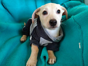 Маленький красивый щенок ищет дом Санкт-Петербург