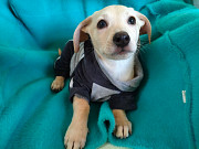 Маленький красивый щенок ищет дом Санкт-Петербург