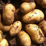 Точечная и комплексная детская ультразвуковая диагностика Барнаул