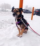 Маленькая хрупкая собачка ищет дом Санкт-Петербург